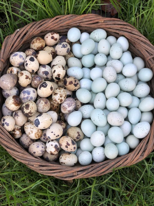 Quail Eggs